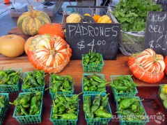 Pumpkins and Padrons
