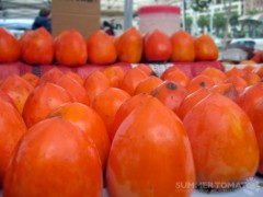 Big Hachiya Persimmons