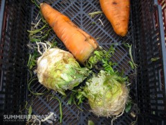 Celery Root and Carrot