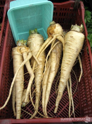 Large Parsnips