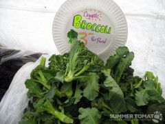 Organic Broccoli