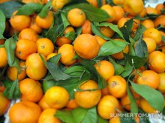Satsuma Mandarins