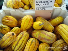 Delicata Squash Delicata Squash