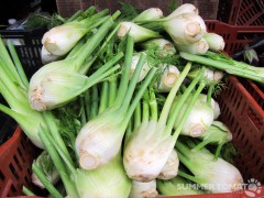 Fennel Fennel