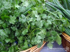 Organic Cilantro Organic Cilantro