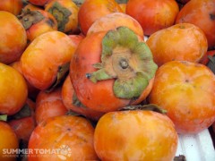 Persimmon Persimmon