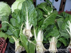 Swiss Chard Swiss Chard