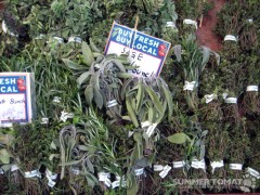 Winter Herbs