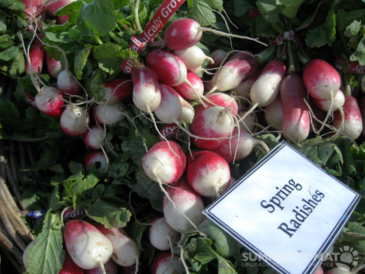 Spring Radishes Spring Radishes