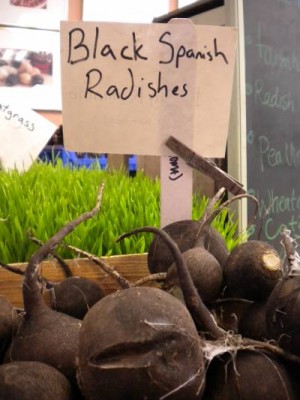 Garden to Be Black Spanish Radishes