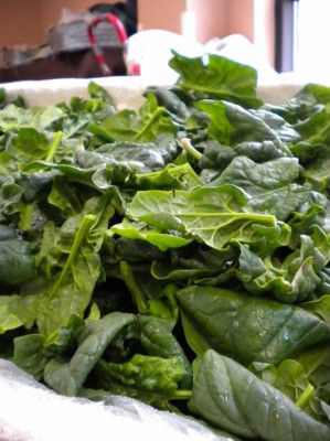 Snug Haven Spinach