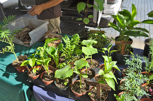 Desde Mi Huerto Potted Herbs and Vegetable Plants Desde Mi Huerto Potted Herbs and Vegetable Plants