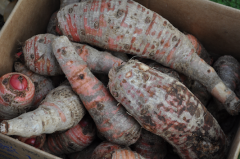 Root Vegetables Root Vegetables