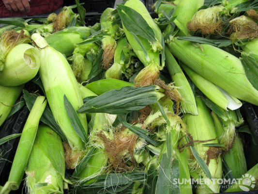 First White Corn First White Corn
