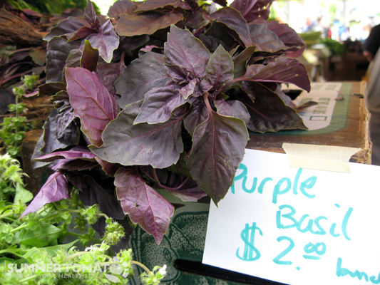 Purple Basil Purple Basil