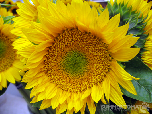 Sunflower Sunflower