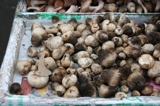 monkey mushrooms monkey mushrooms