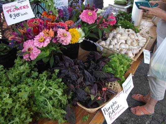 Purple Basil Purple Basil