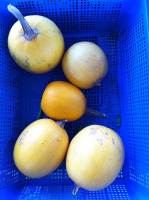 Spaghetti Squash