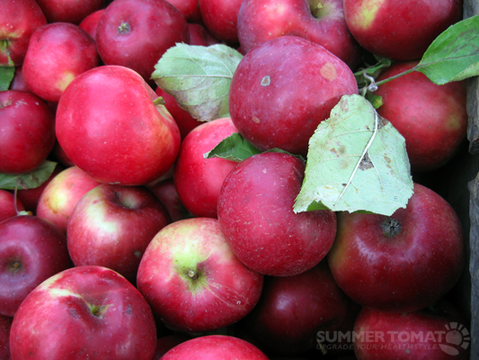 Rome Apples Rome Apples
