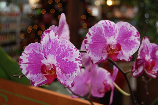orchids